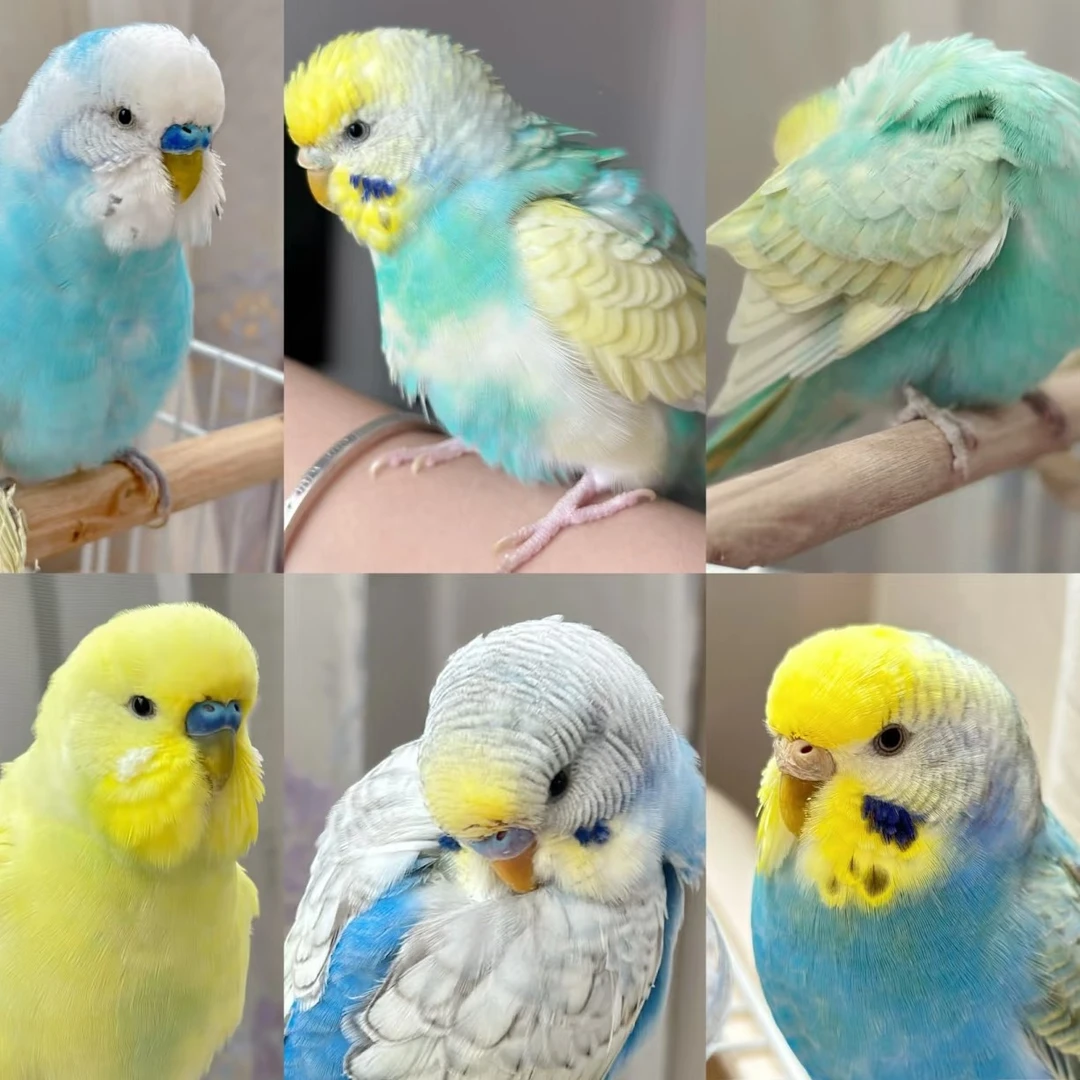 技能鸟  大头特色虎皮   驯化技能鸟