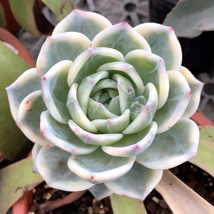 伊丽莎白锦一物一拍锦龙