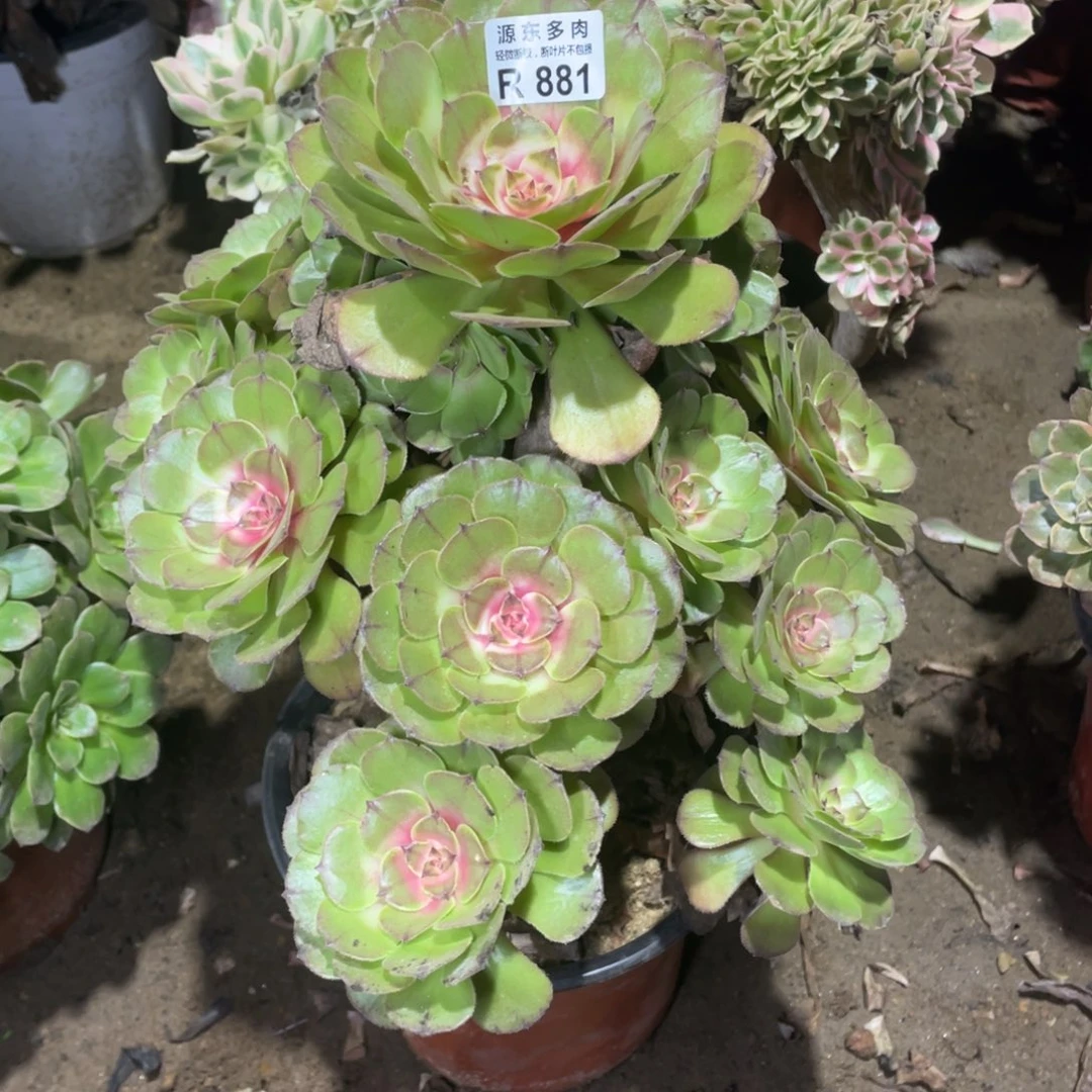 881红太阳多肉法师断枝不包