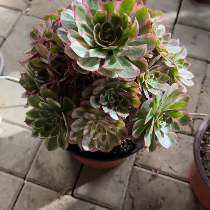 M***。375号云荷法师多肉植物