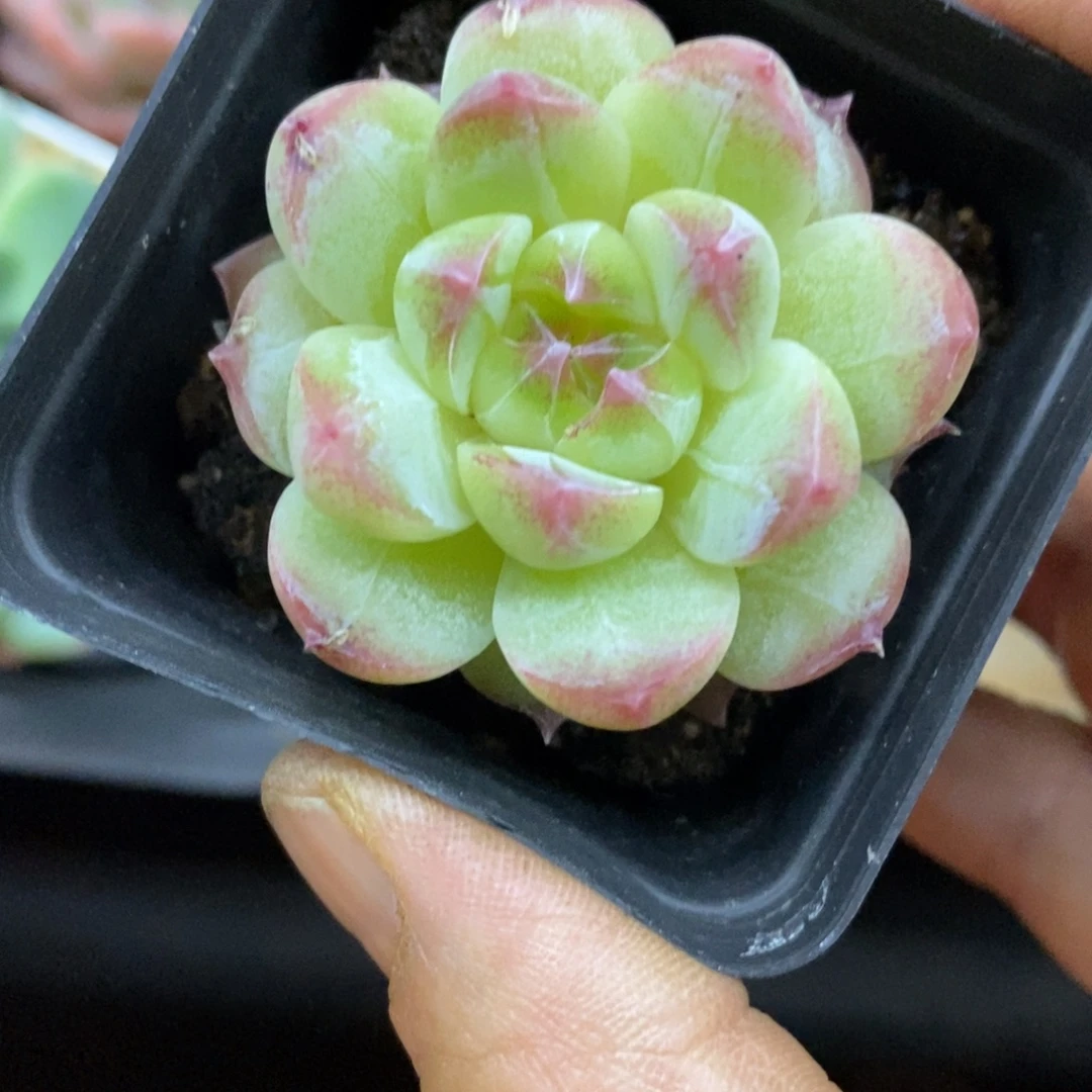精品多肉一物一拍不包整184