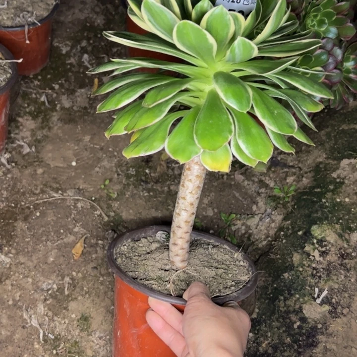 1581玫瑰锦多肉植物