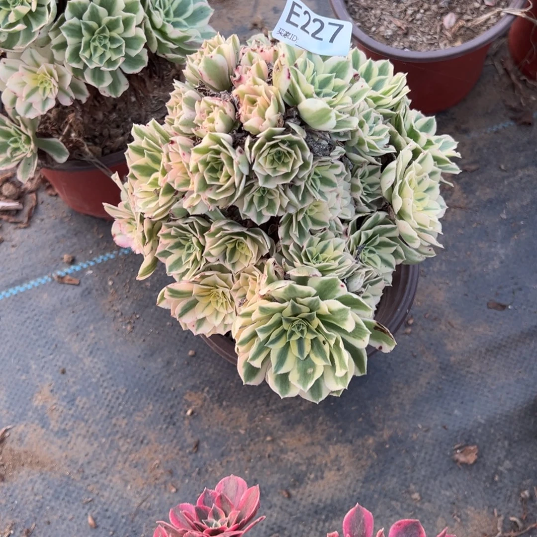 227量拍迈巴赫多肉植物法师多肉