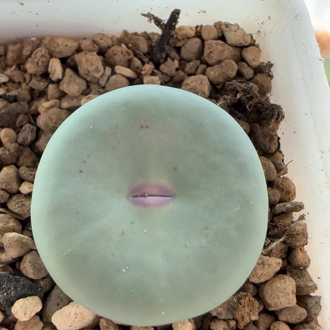 7001 大白多肉植物园
