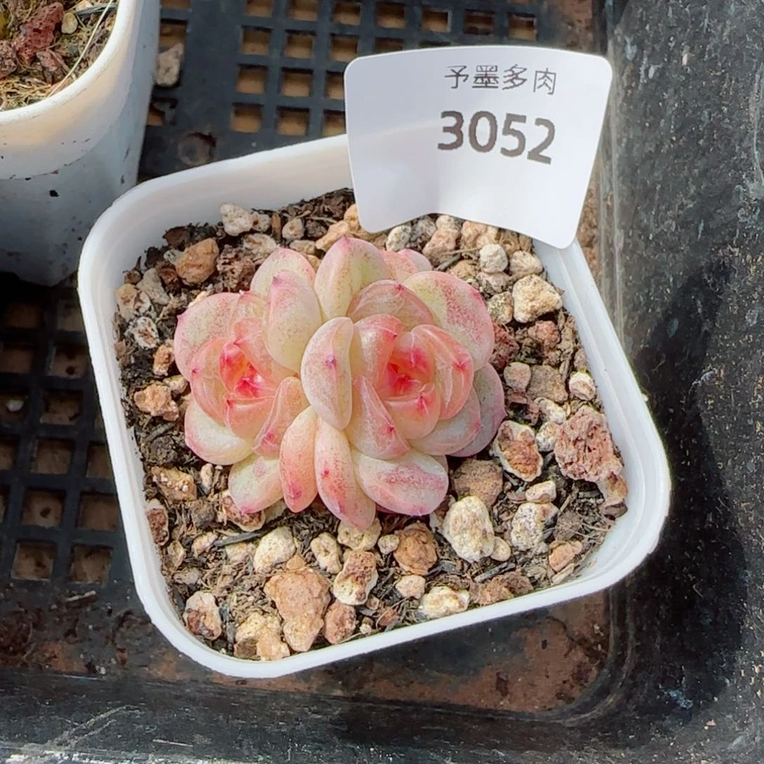 甜心福利，3052多肉植物