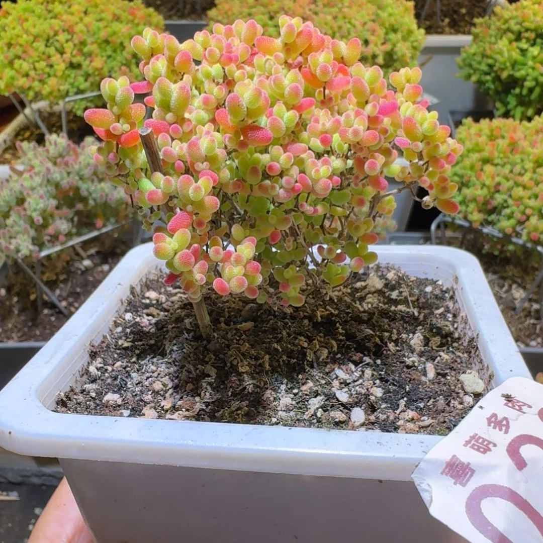 蜜桔糖球枝干番杏033