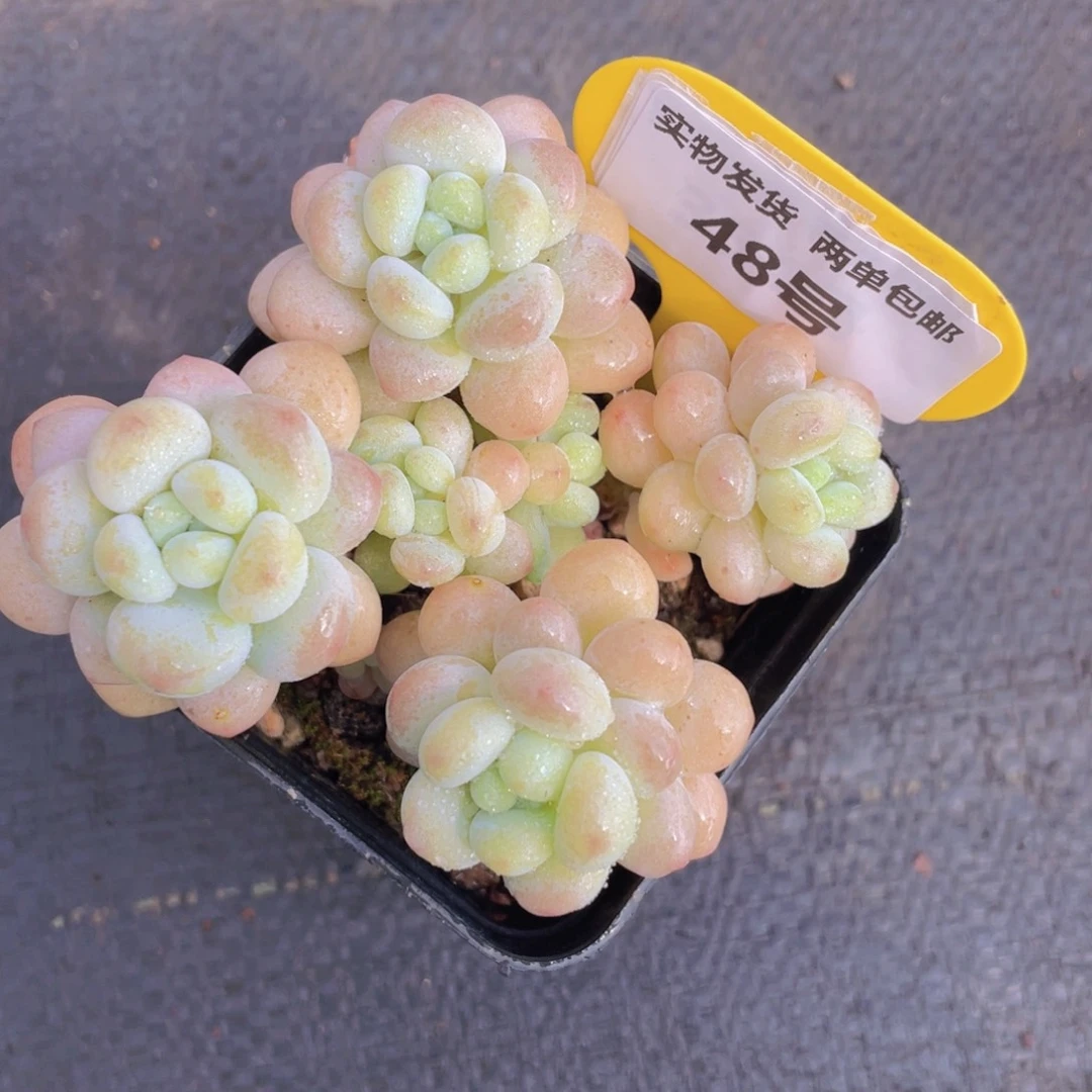 48号洛可可老桩群一个