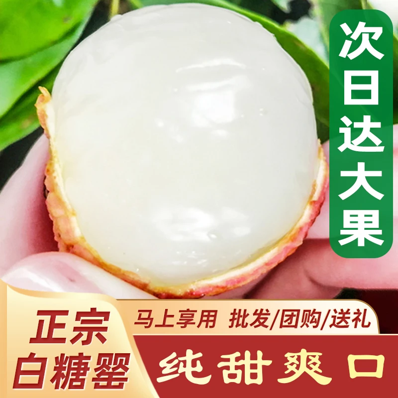 【次日达】广东白糖罂荔枝新鲜现摘蜜甜爽口3/5/10斤礼盒装不泡水