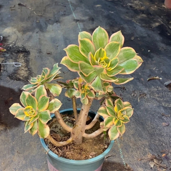 灿烂多肉植物46。