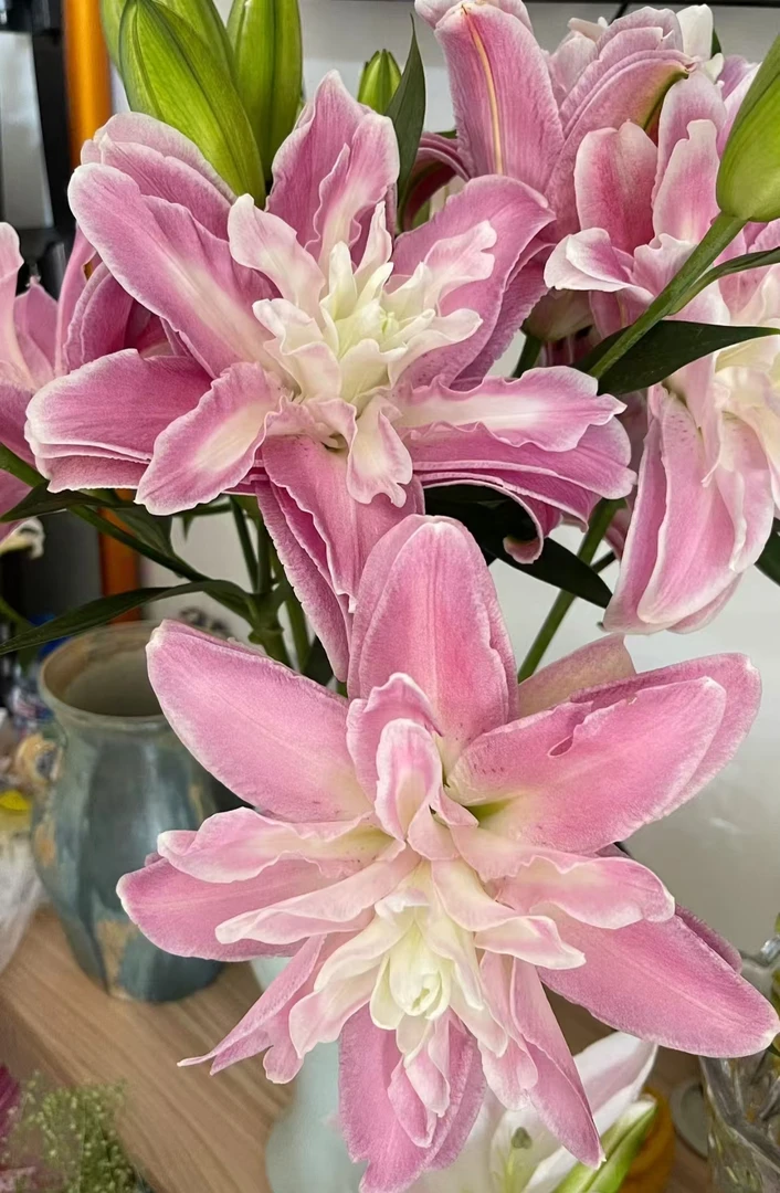 莲花奇迹 12/14 1颗重瓣百合粉色大花高级浓香 云南鲜花绿植