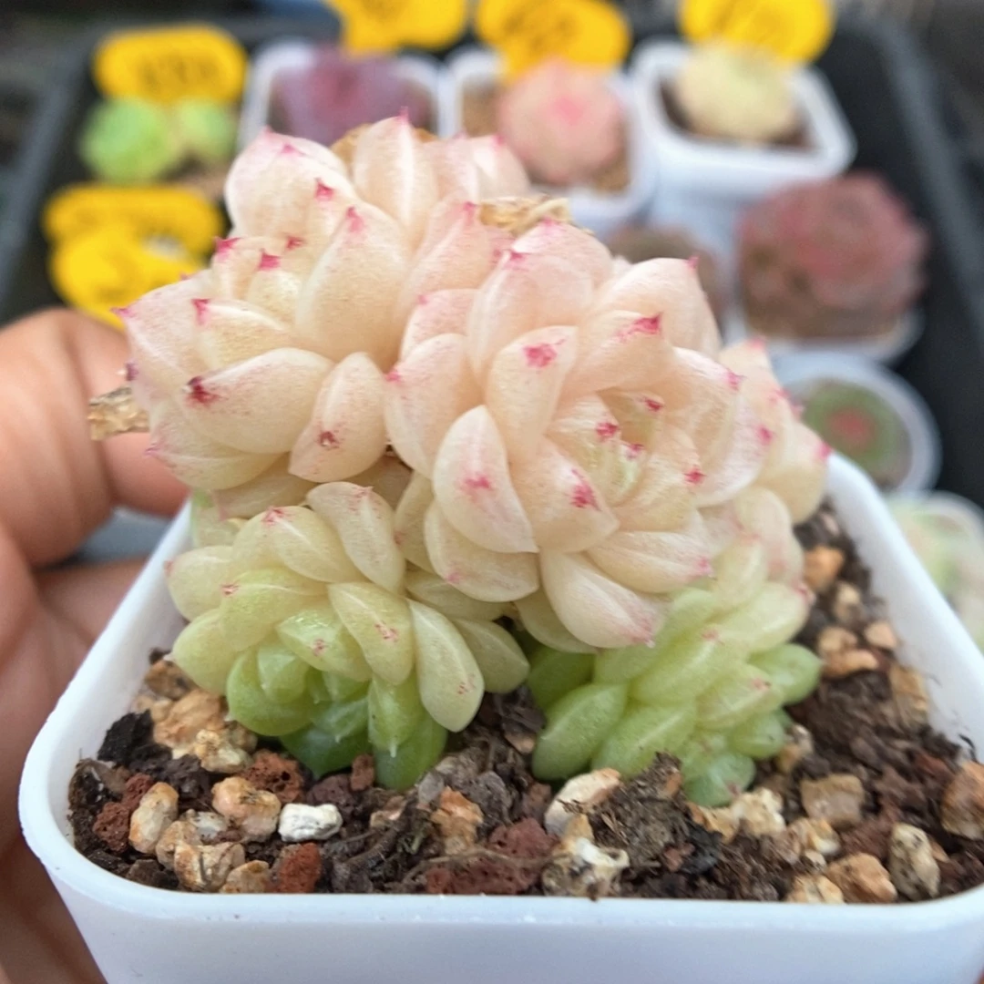 丽丽麦秆群生862号。