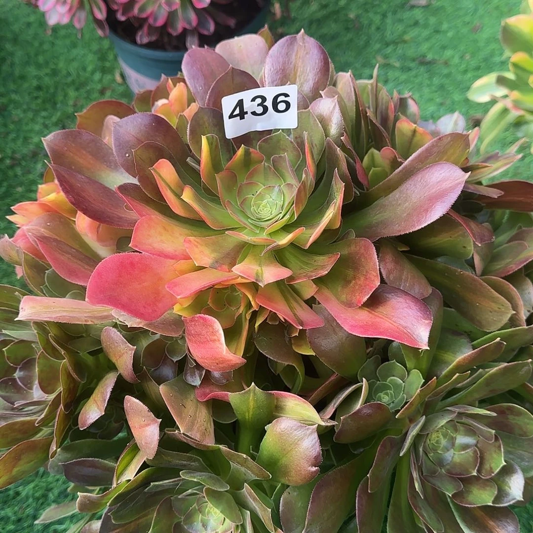 多肉植物韶修七彩436