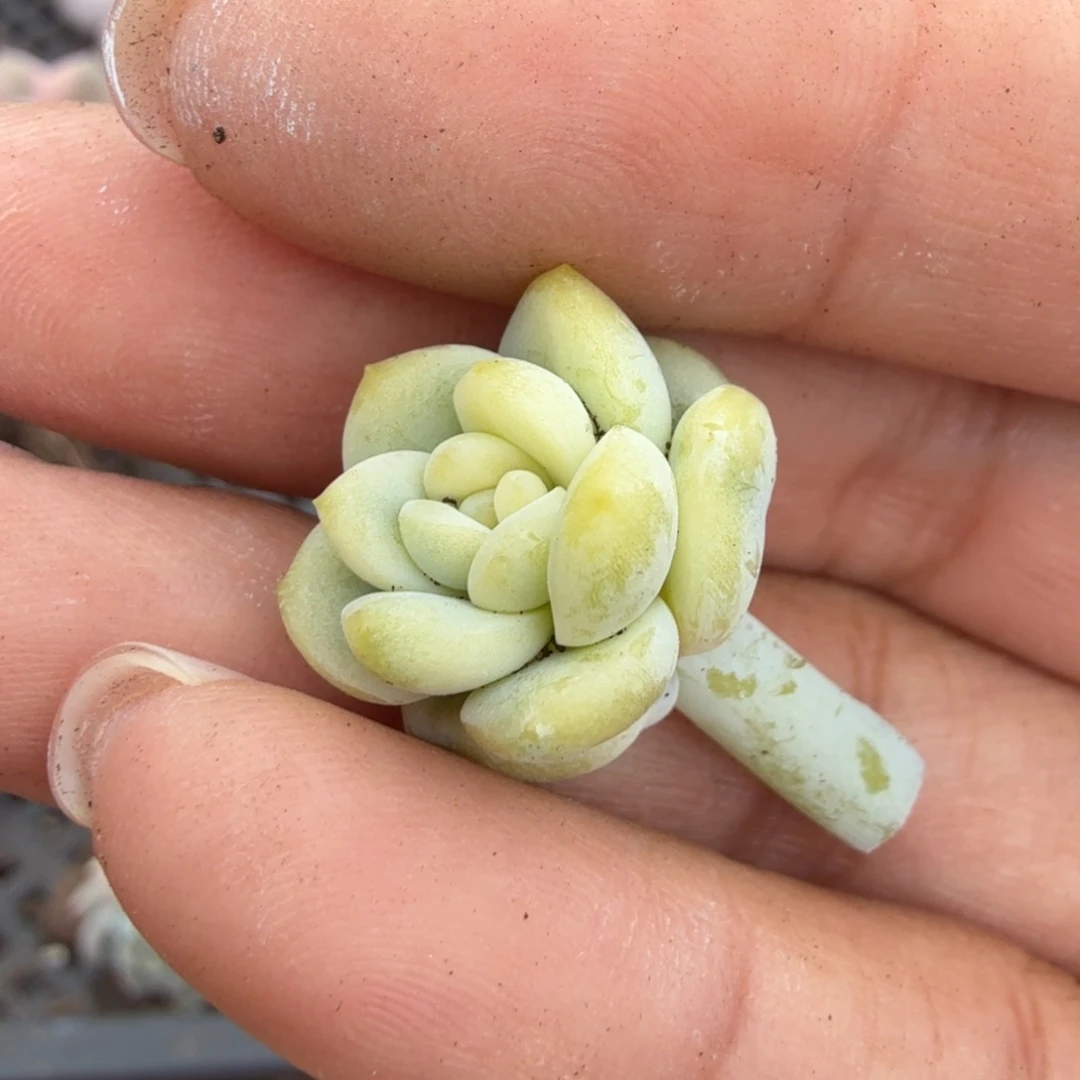 望舒锦花剑一根无根