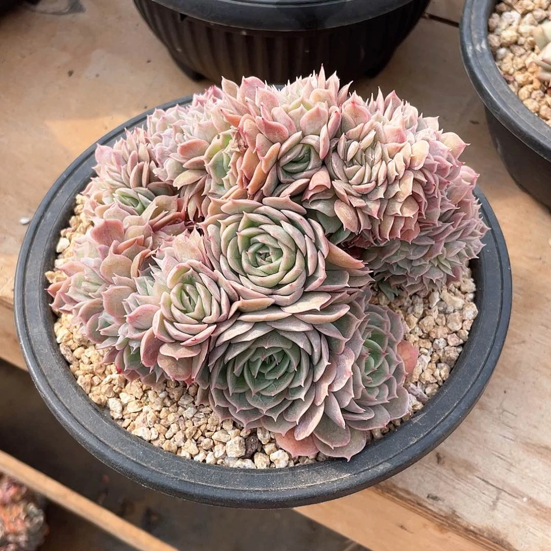 多肉植物多肉植物