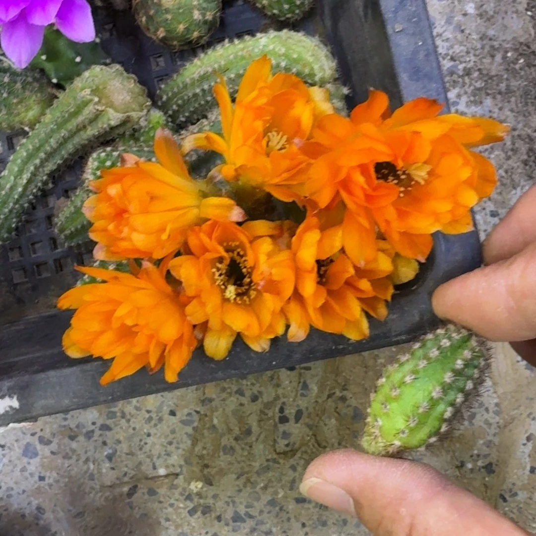 6白檀黄金歪3个无根侧牙小，20包邮