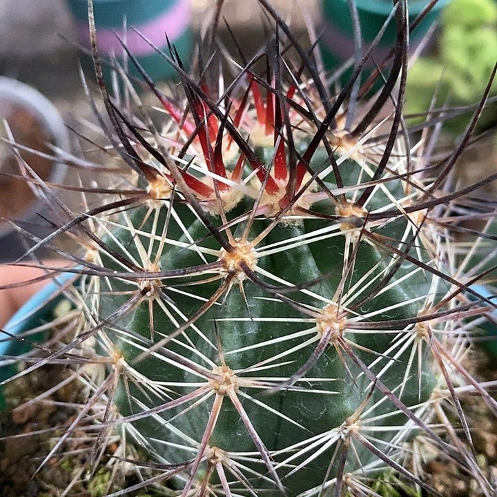 定孤品实生黑狂刺林氏幻虾福利仙人球