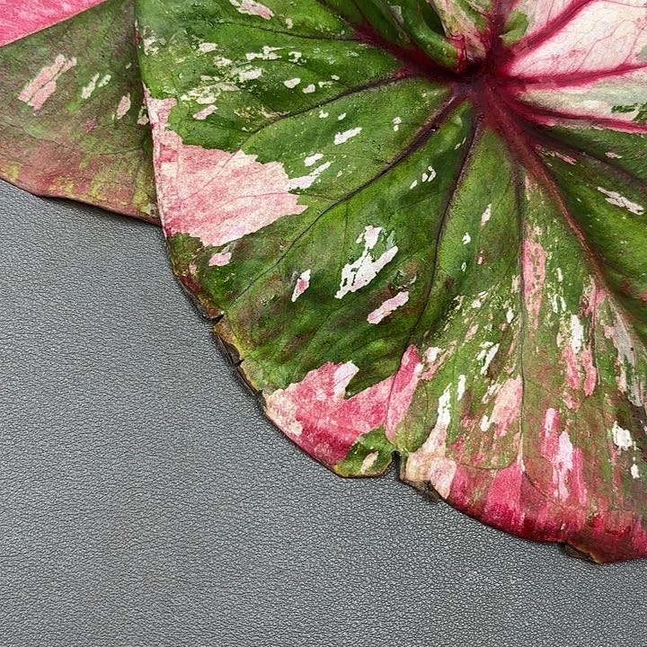 78-0614彩叶芋福利现货