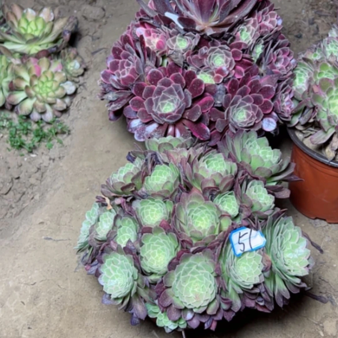 【闪购商品】多肉植物莲花金丝51