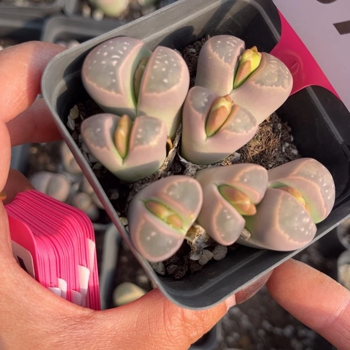 071号888888888888888