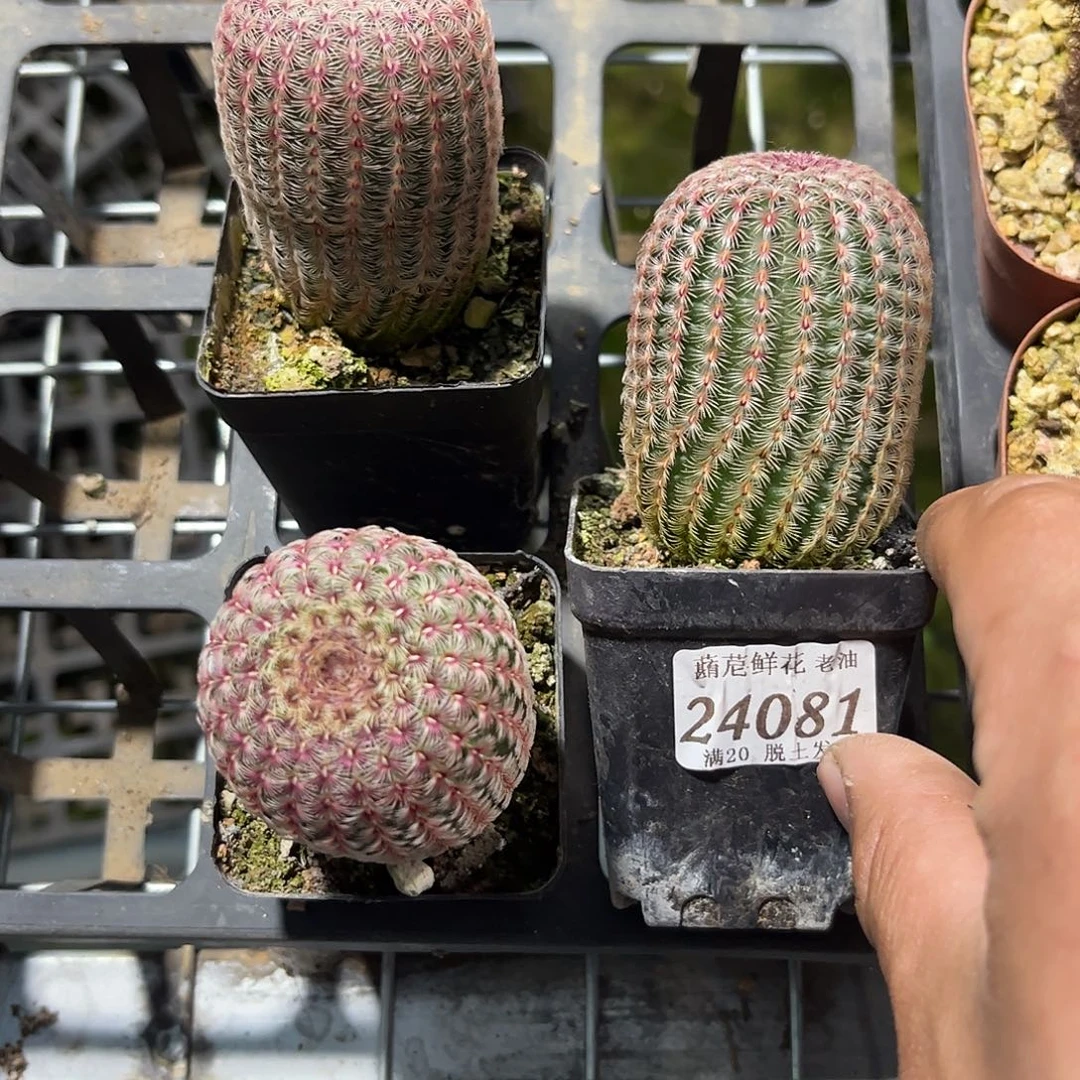 大*友24081一物一拍单头