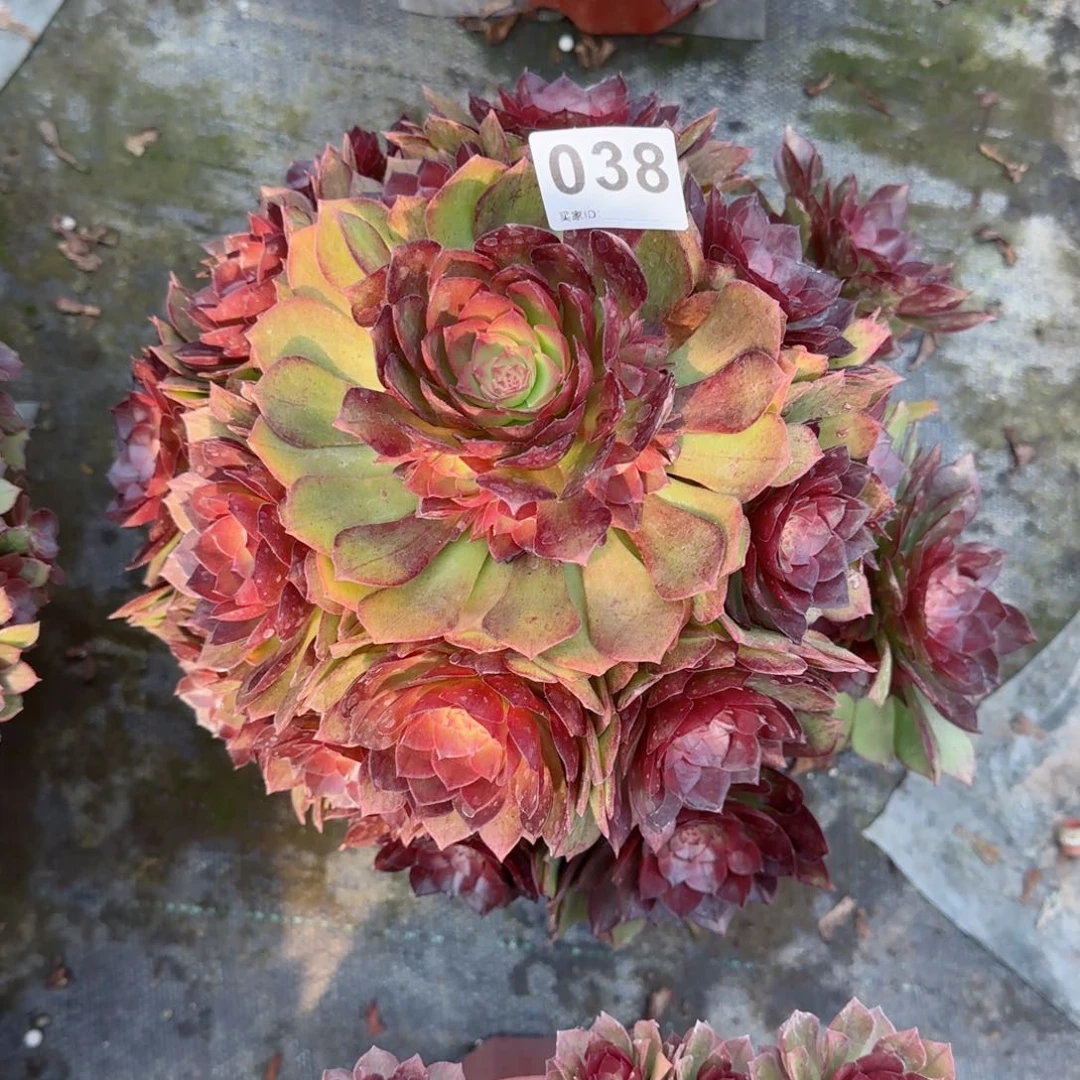 .***生038多肉植物桃花