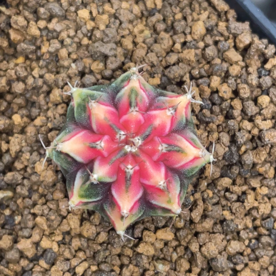 当前无花朵，栽培后可花朵橘粉虎斑