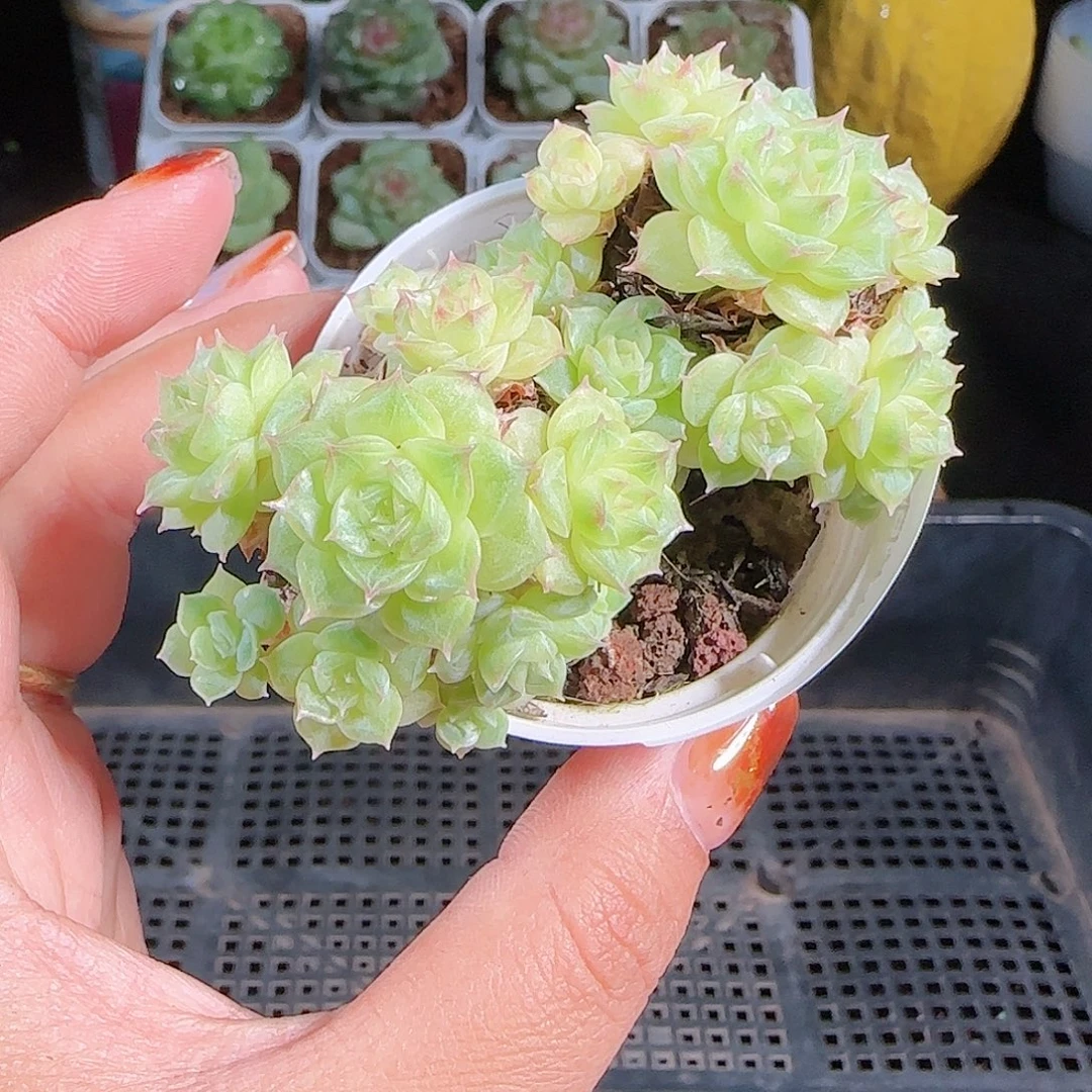 1007--67麦秆优选不包整