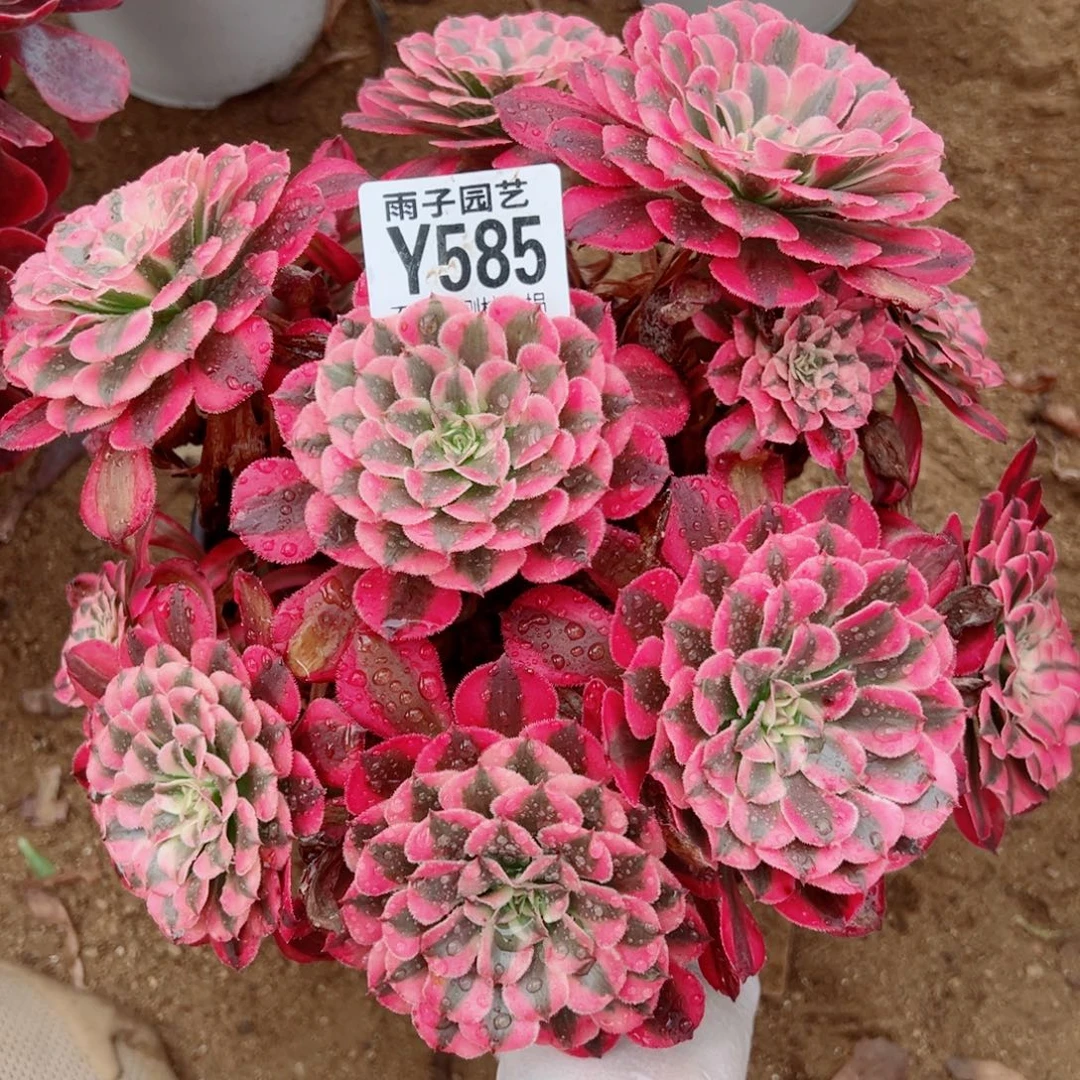 585红彤白尺寸25左右