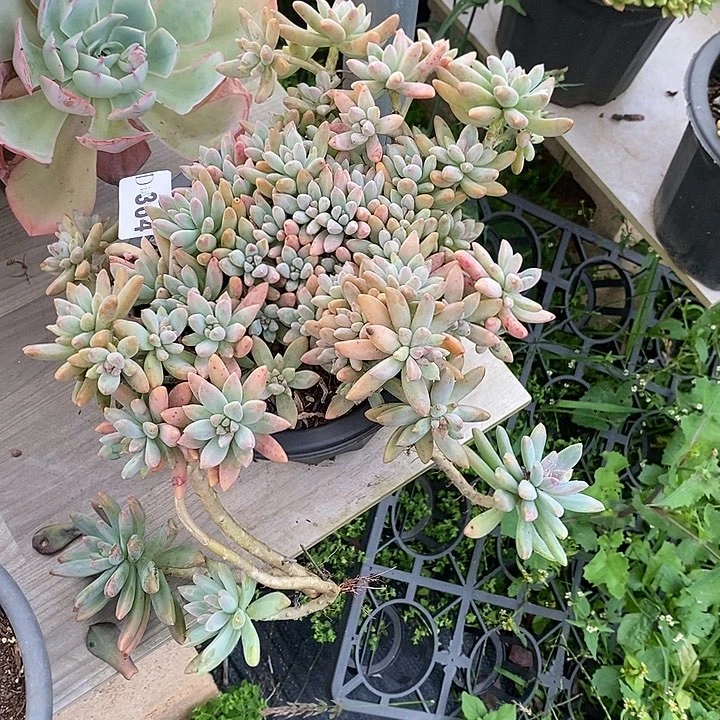小***迹364秋丽多肉植物多肉