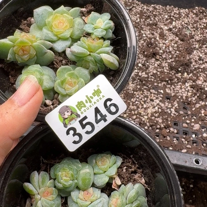 紫***x多肉植物多肉植物