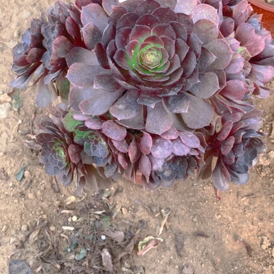 无花朵990多肉植物黑魔