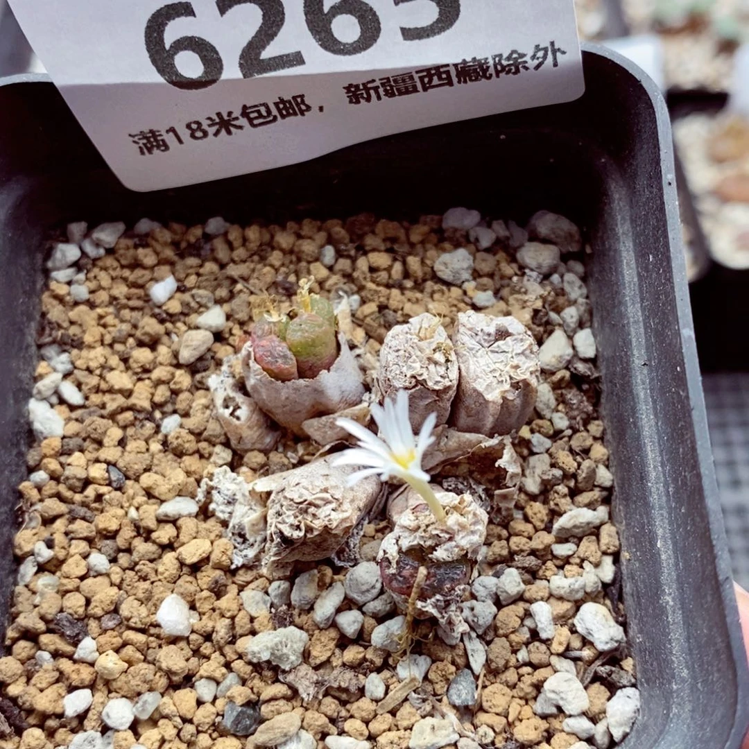6265。
