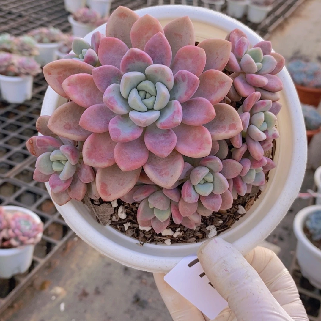 7728花斑露一物一拍