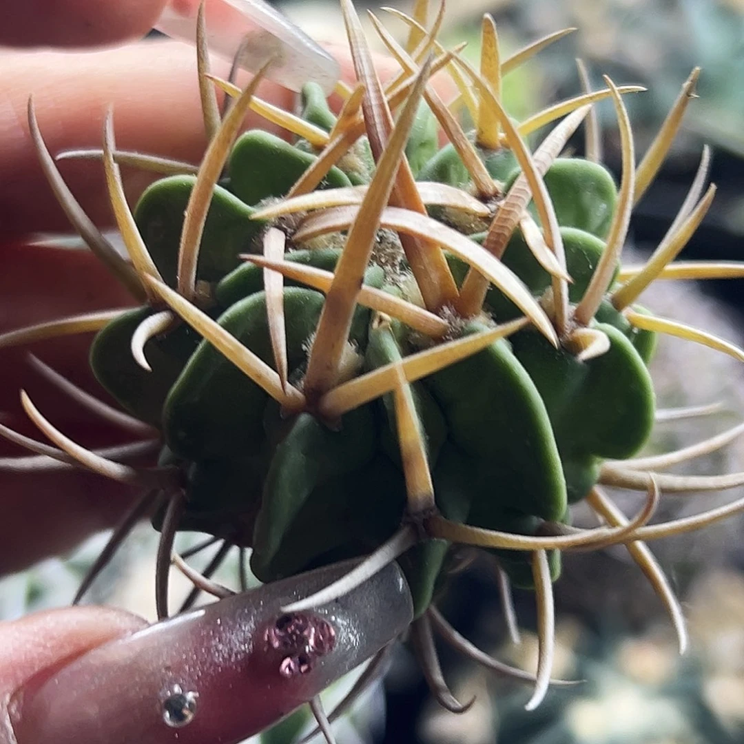 龙剑有根仙人球66666666