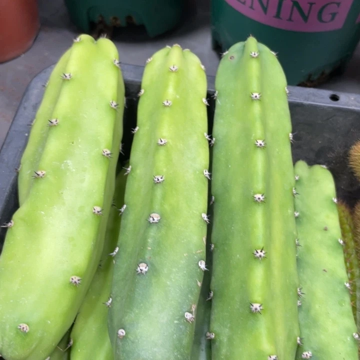 红花袖铺侧芽一个4.88