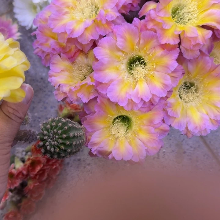 209彩草70歪无根侧牙4公分左右，20包邮