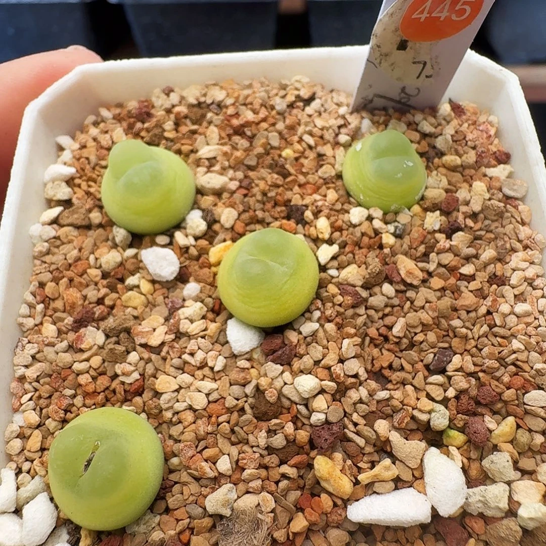 多肉植物福利肉锥445打包价