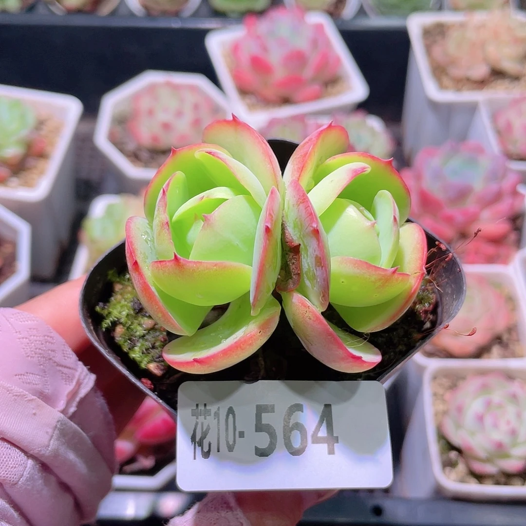 花利美10-564桃花石