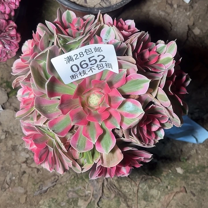 0652粉女巫多肉植物