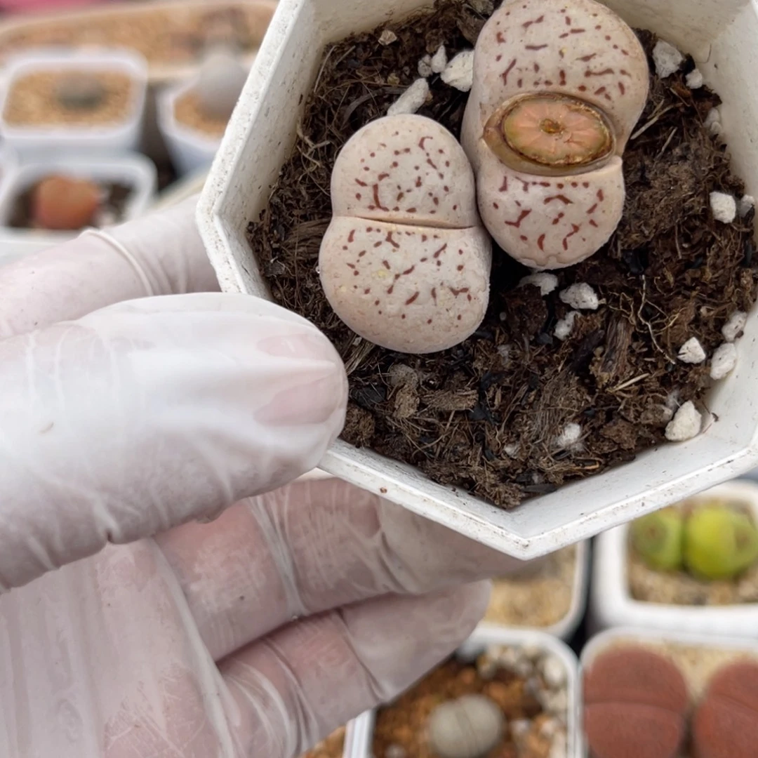 多肉植物一物一拍46