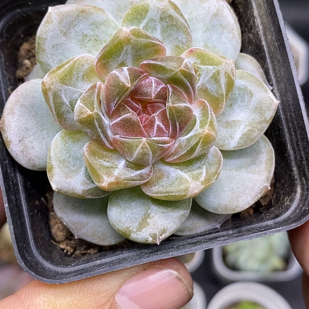 糖心30包邮非偏远