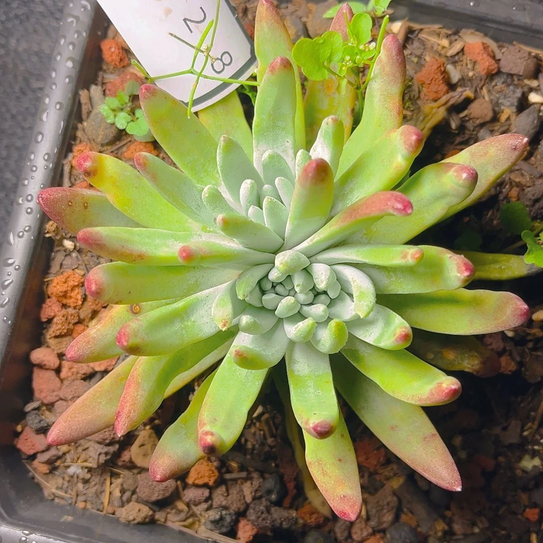 仙女杯多头缀化4228