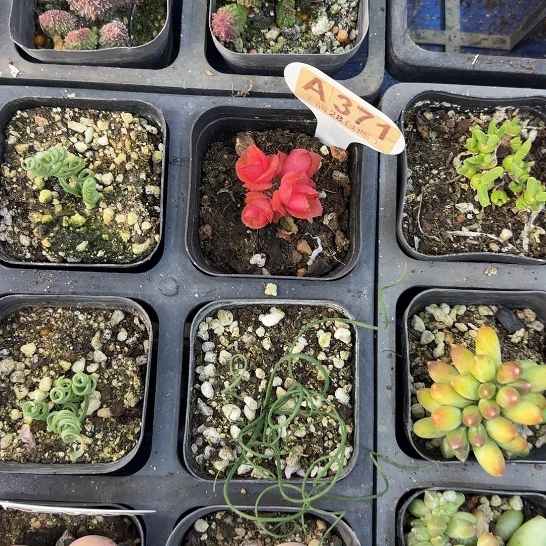 A371伙计一物一拍