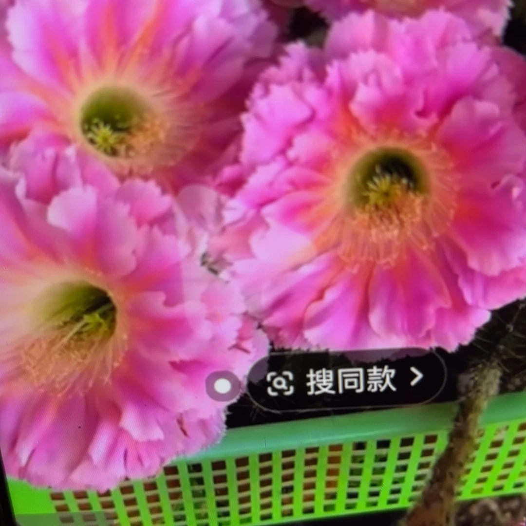 云端彩侧牙20包邮仙人球3