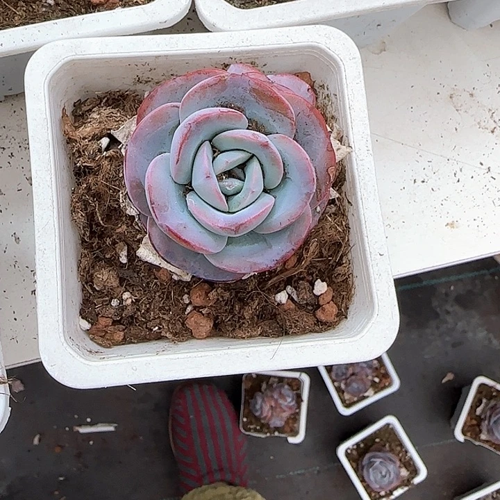 青蛙王子儿童牙膏111