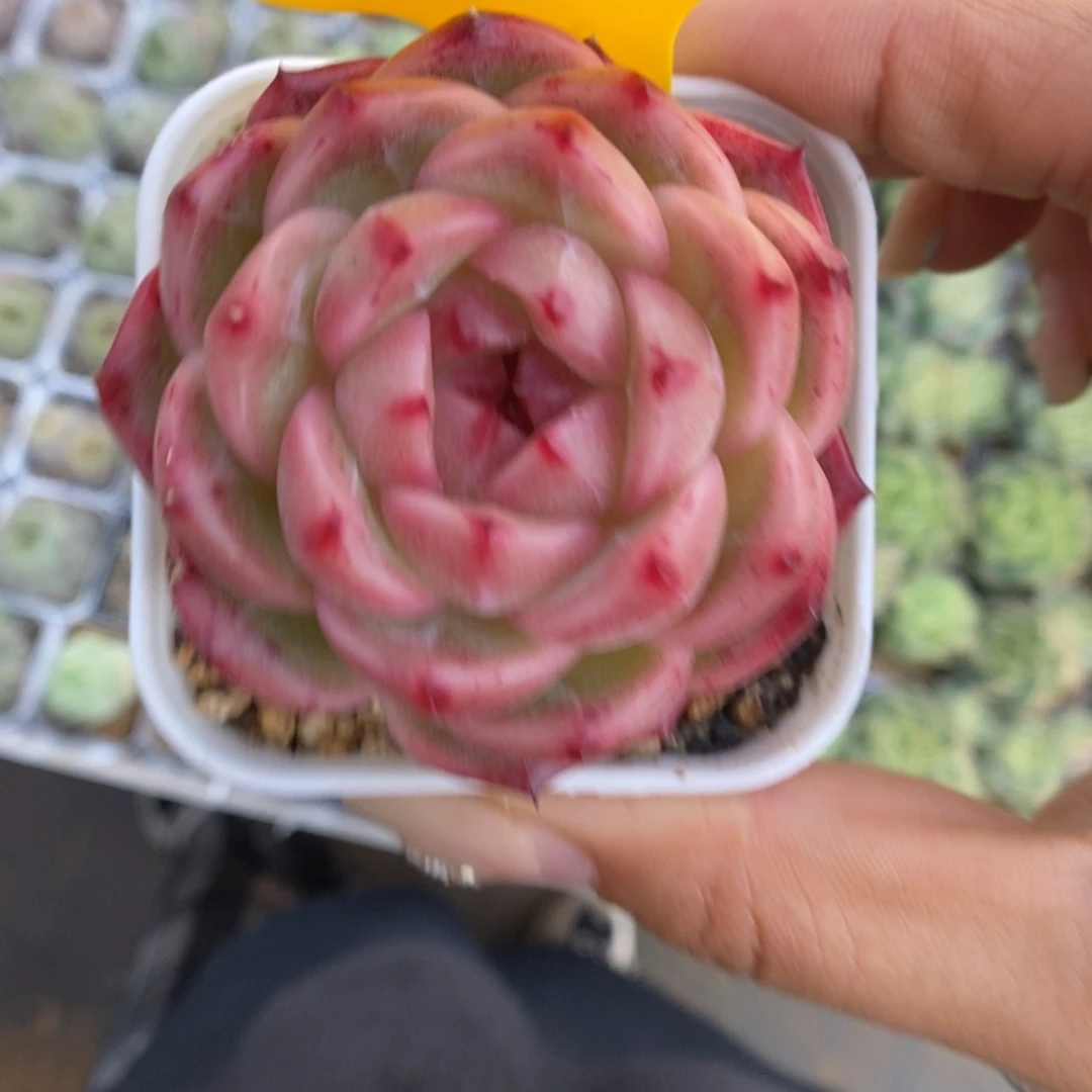 k***n珍妮717号。