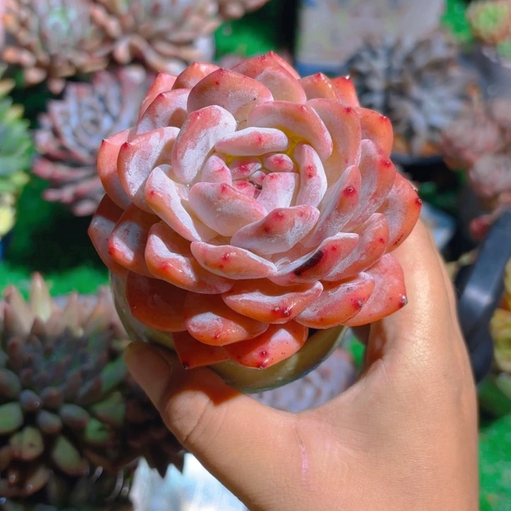 韩橙  老桩多肉植物一颗
