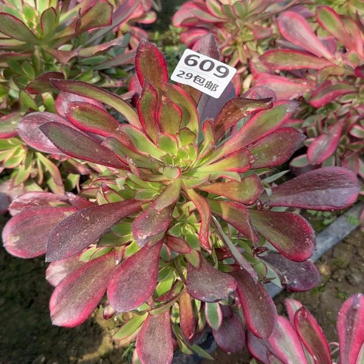 丽娜……多肉植物的