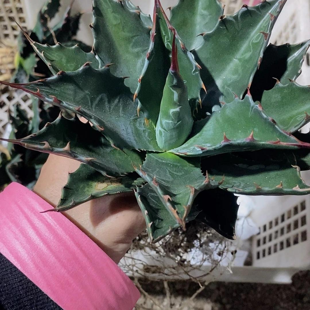 随***安0989蒙塔娜一颗1111