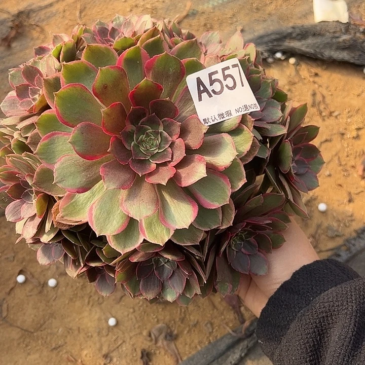 粉花妖多肉植物557.